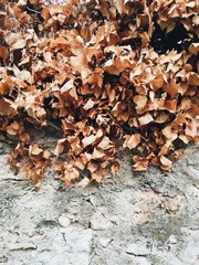 Feuilles