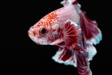 Obraz premium Betta fish