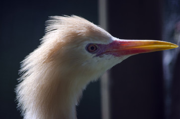 Obraz premium this is a close up of a cattle egret