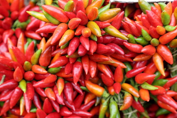 Peperoncino piccante del Salento