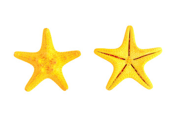 Fototapeta na wymiar Starfish isolated on white background.