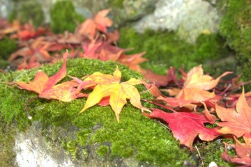 もみじの落ち葉と苔/緑苔の上に黄色や赤色のもみじの落ち葉
