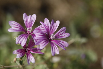 Fototapeta premium Micro shot Flowers