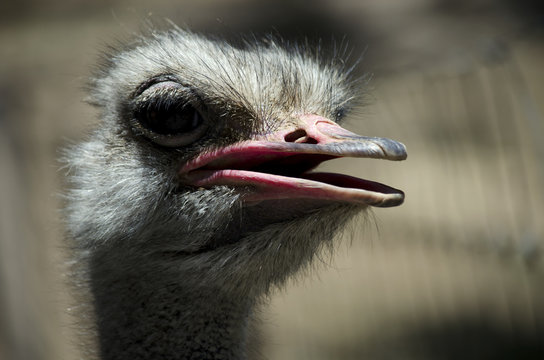 close up of an ostrichostrich