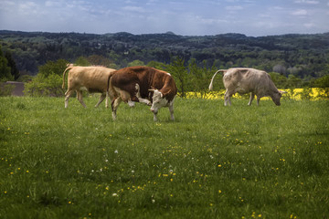 Naklejka na ściany i meble Cows graze in the meadow