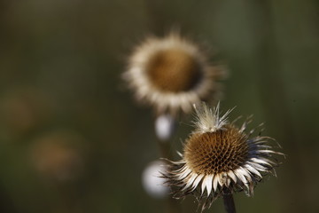 Micro shot Flowers