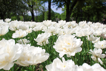 White chrysanthemum flowers in showy flower bed.