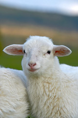 Portrait of young Sheep
