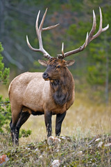 Obraz premium Large Bull Elk standing at edge of forest