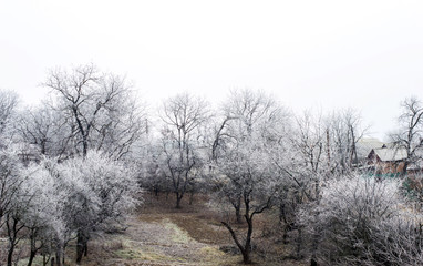  white hoarfrost on trees in the countryside