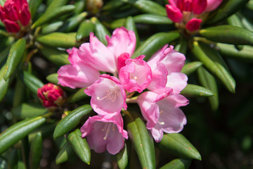 Obraz na płótnie Canvas Yakushima rhododendron