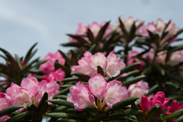 Yakushima rhododendron