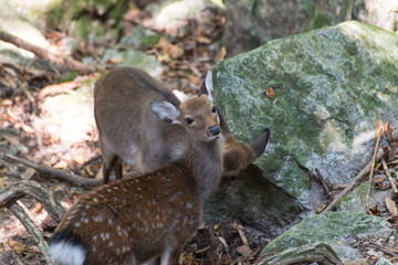 Fototapeta premium Japanese Deer