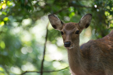 Japanese Deer