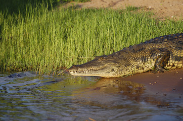 Crocodile - Chobe National Park - Botswana