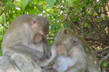 Portrait of a monkey in wildlife.