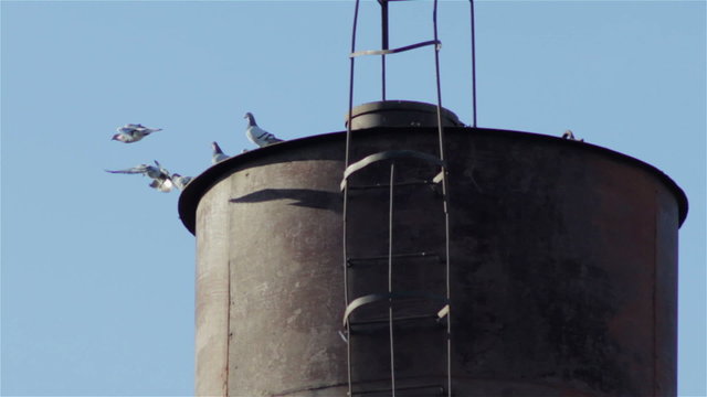 Pigeons in the tower/highly pigeons sitting on a water tower