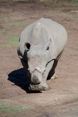 Portrait of seemingly unfriendly white Rhino staying in plains o