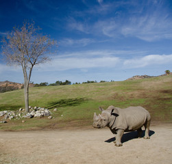 Fototapeta premium Landscape with a dry tree and a White Rhino under blue skies