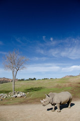 Naklejka premium Dry tree and alone White Rhino under blue skies in a safari park