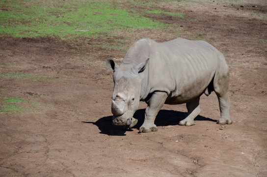 White Rhino walking in plains of a safari park