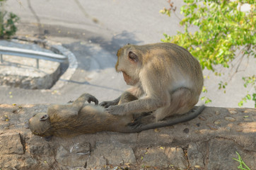 Portrait of a monkey sleep on the wall.