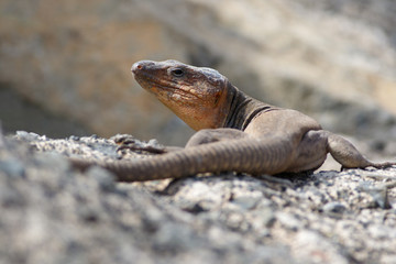 Gran Canaria giant lizard  large endemic protected reptile speci