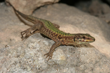 Filfola lizard, Podarcis filfolensis protected endemic reptile s