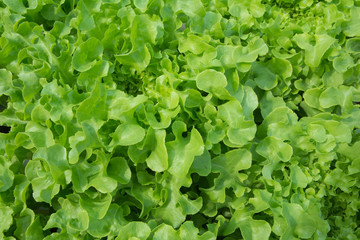 Lettuce grown with organic methods.