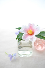 Fototapeta na wymiar 瓶に挿した椿の花