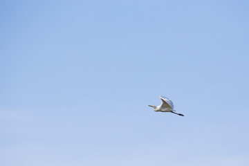 Fototapeta na wymiar white egret bird flying