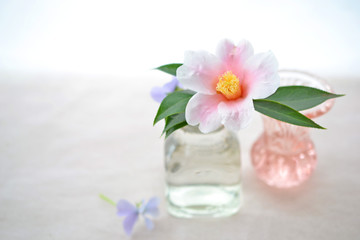 瓶に挿した椿の花