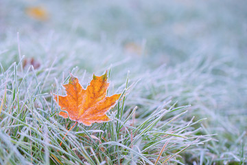 Fototapeta premium Frost on the leaf and grass.