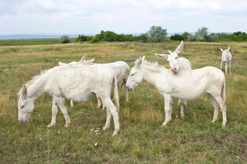 Weisse Esel im Nationalpark Neusiedler See