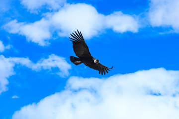 condor in sky