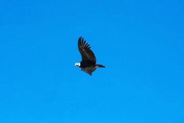 condor