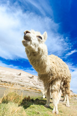 Fototapeta premium lamas in Andes,Mountains, Peru