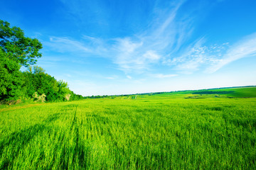 Fototapeta premium green field and blue sky