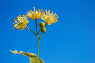 linden flower against the blue sky