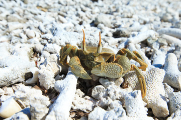 crab on beach