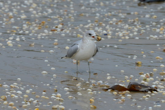 Mouette et palourde