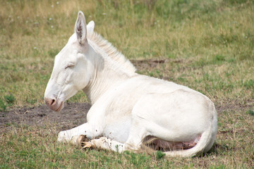 Obraz premium Weisse Esel im Nationalpark Neusiedler See