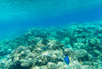 Tranquil underwater scene with copy space