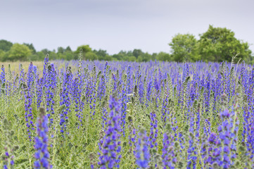 Fototapeta premium Viper's Bugloss, Blueweed (Echium vulgare) blue natural field