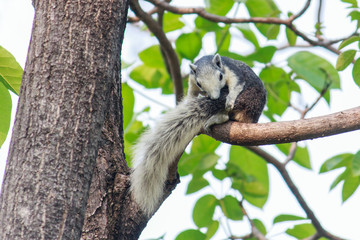 Squirrels on trees