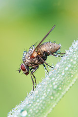 Stubenfliege