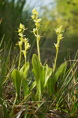 Liparis loeselii - fen orchid] or yellow widelip orchid natural habitat is amarshy land