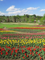 公園のチューりップ咲く風景