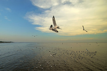 group of flying seagull bird