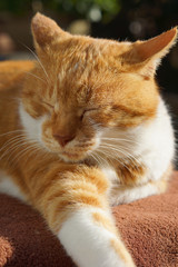 眠る茶猫